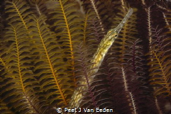 A different seahorse- longsnout pipefish in eelgrass by Peet J Van Eeden 